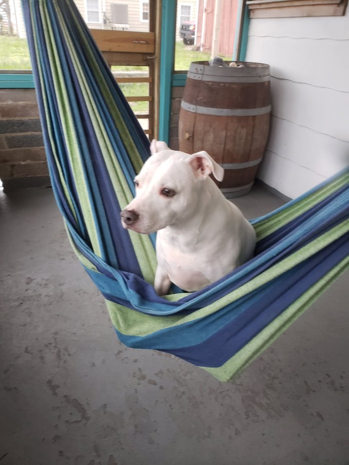 Live Swell Outer Banks