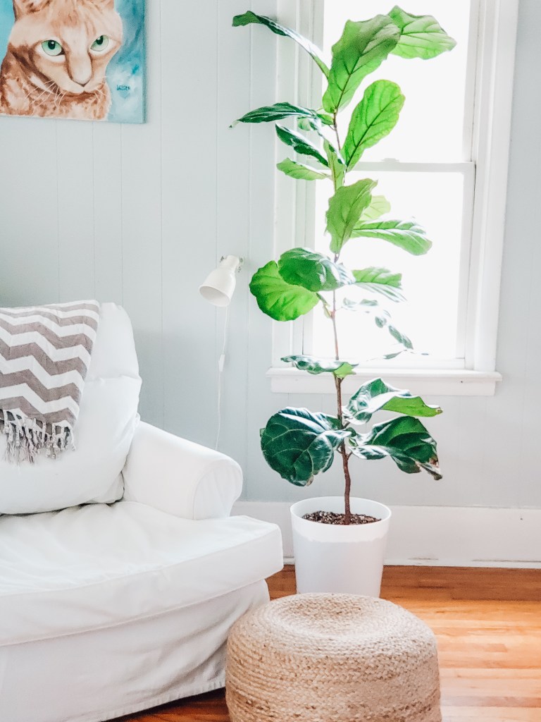 plants for coastal home