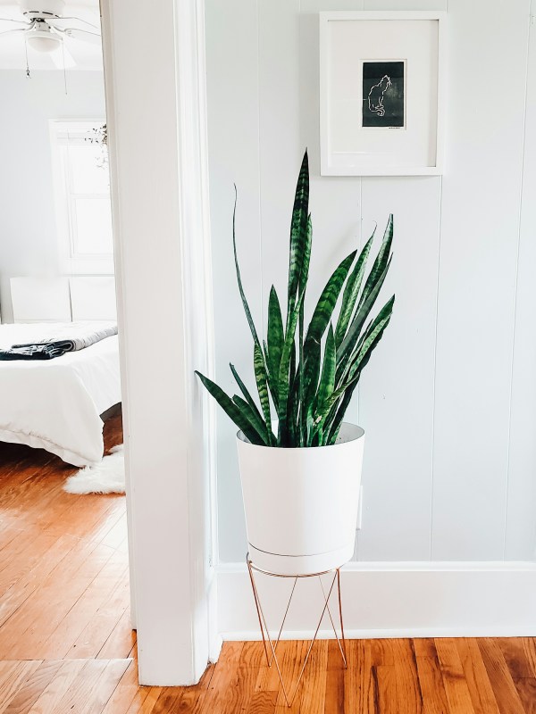 Top Tips for Indoor Plant Care