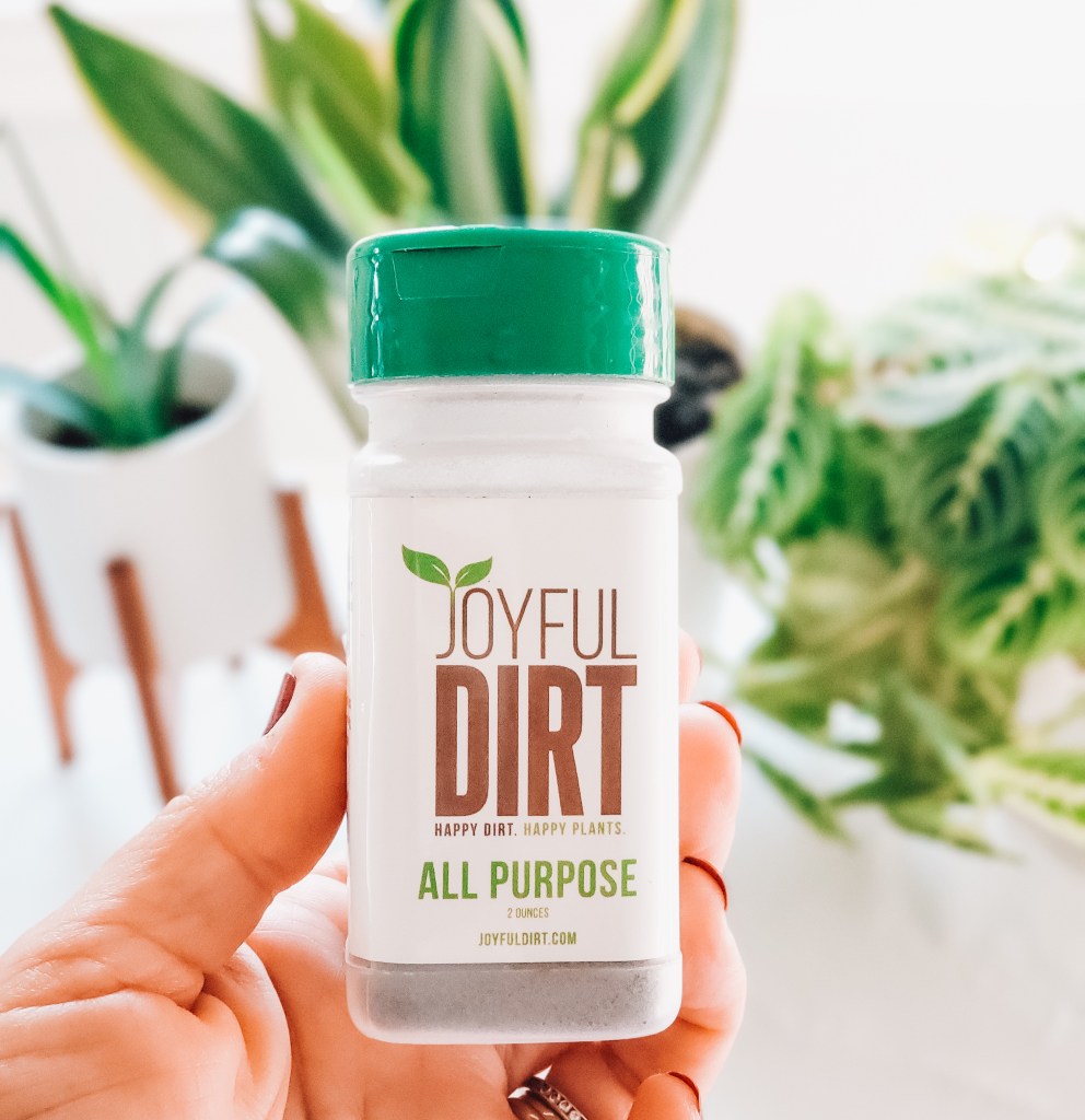 Top tips for indoor plant care
