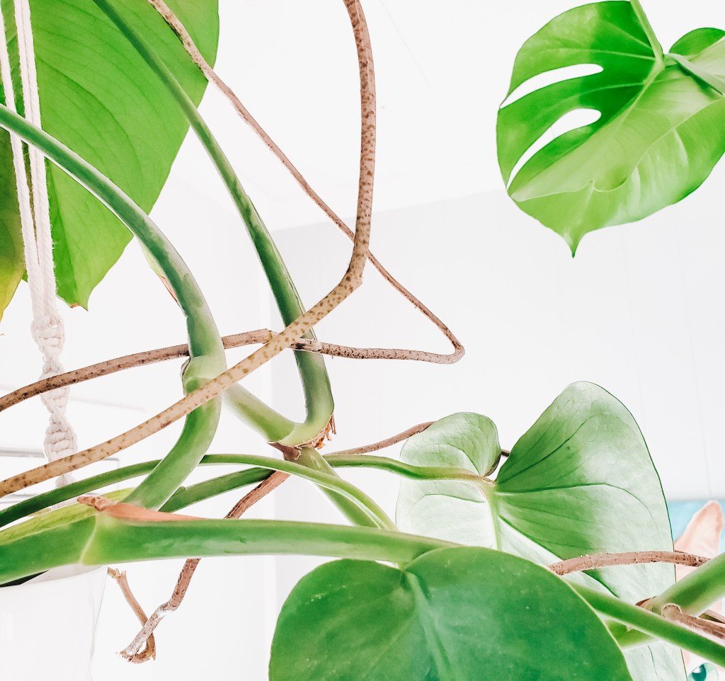 Top tips for indoor plant care
