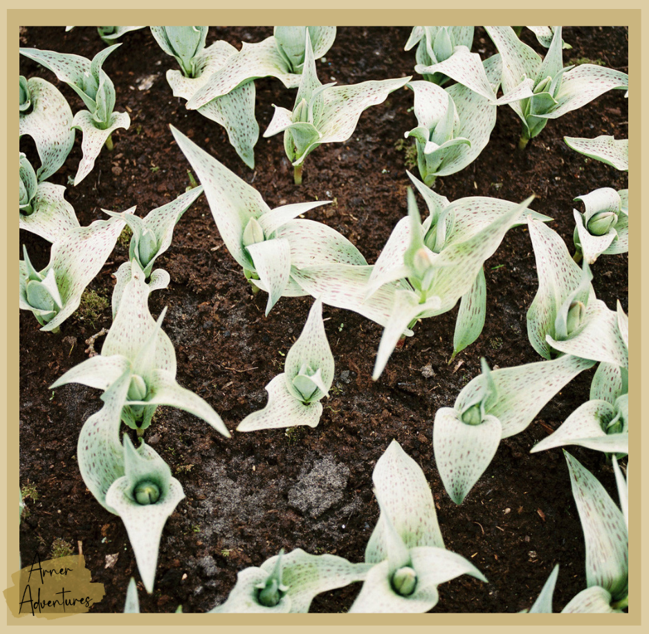 How to Use Compost in Your Vegetable Garden