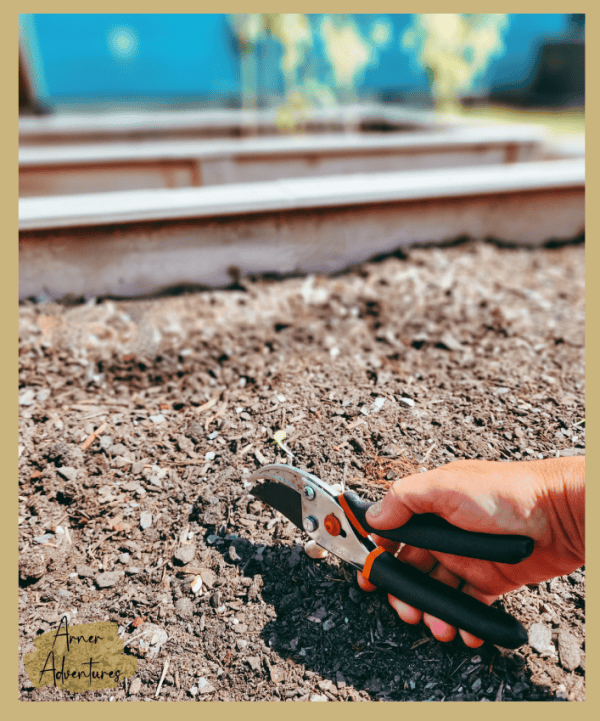 PRO TIPS for a Successful Fall Garden | YES it is possible!