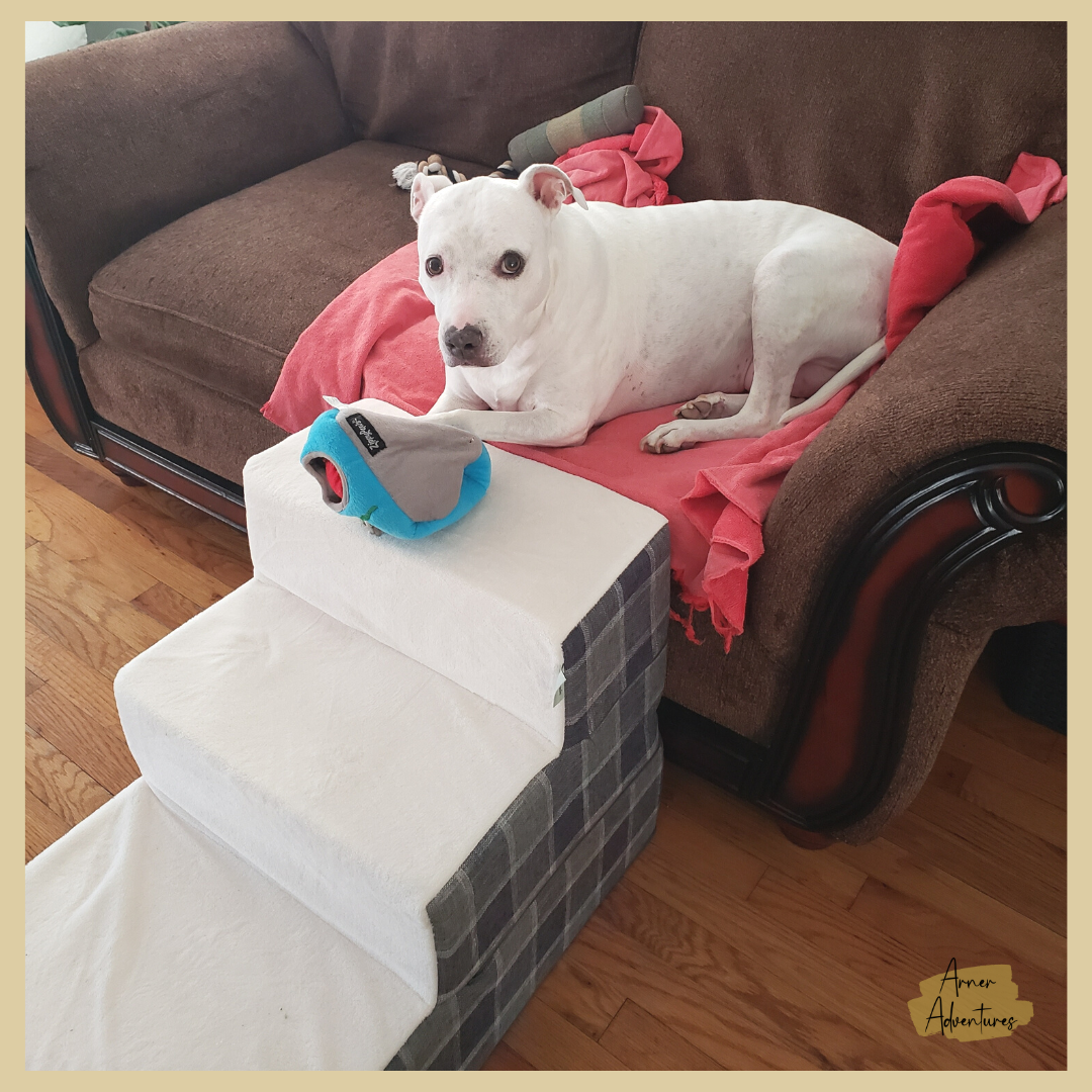 The BEST Care for Your Old Dog | Make Your Senior Dog Comfortable