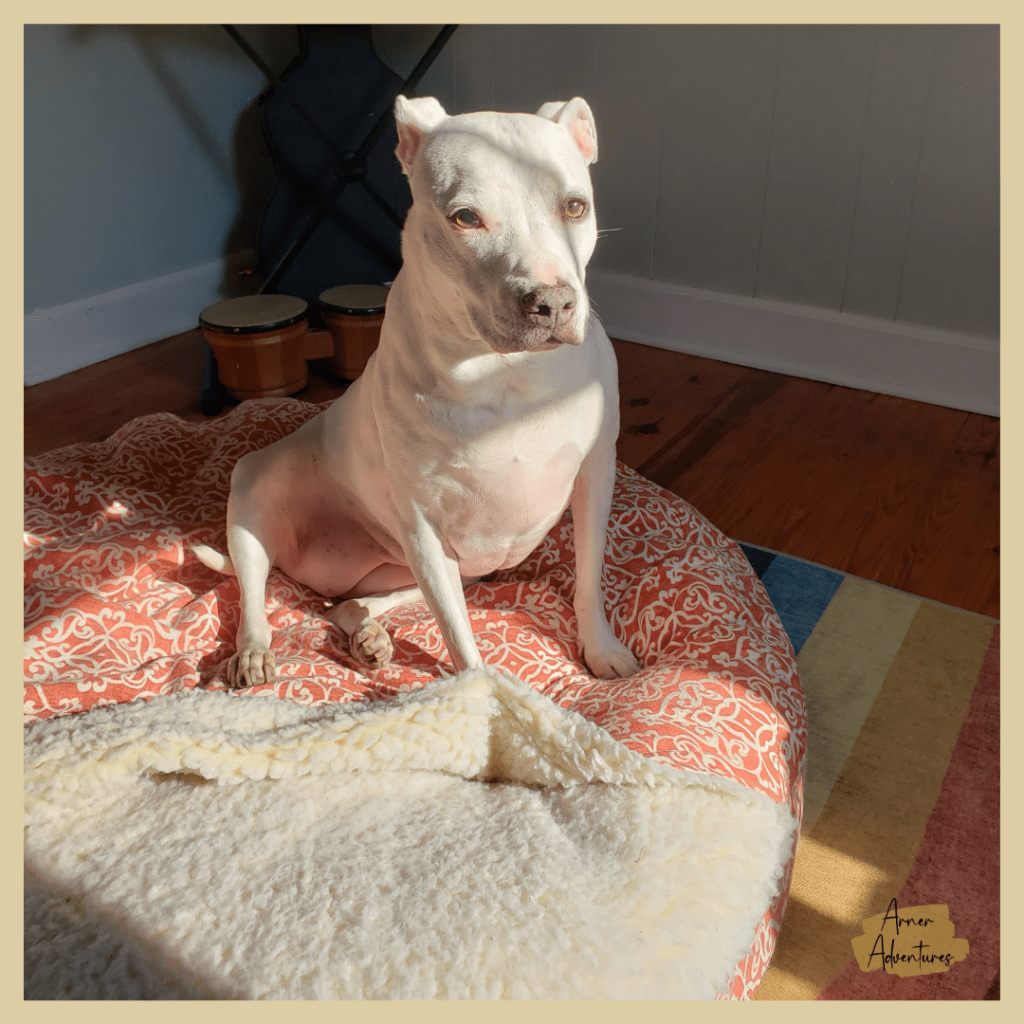 how to make old dog comfortable