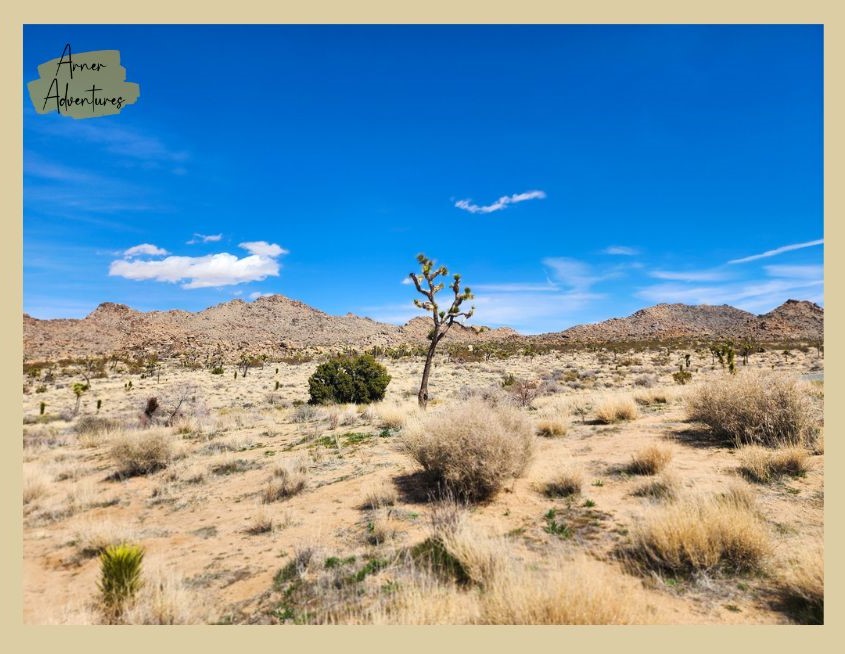 Hiking at Joshua Tree