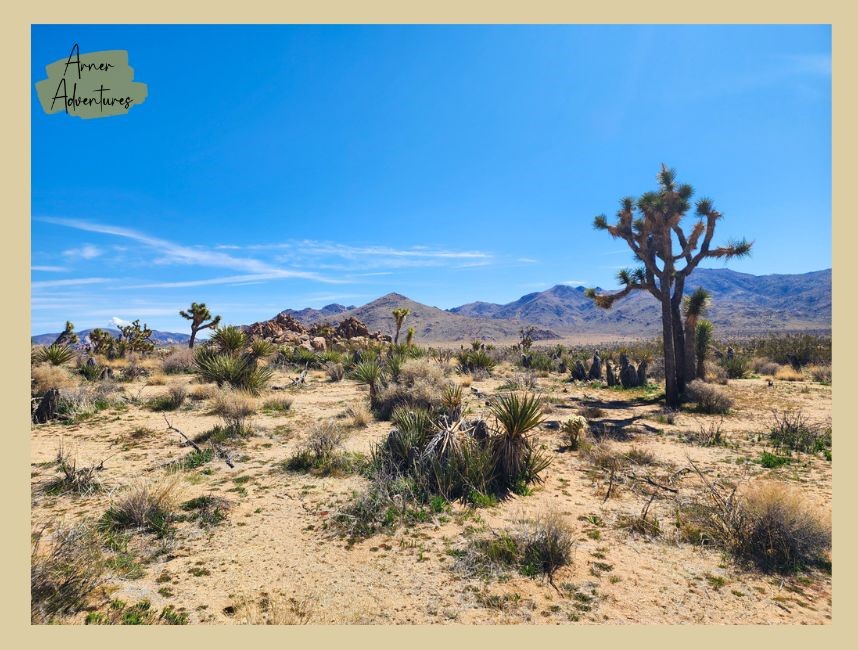Hiking at Joshua Tree