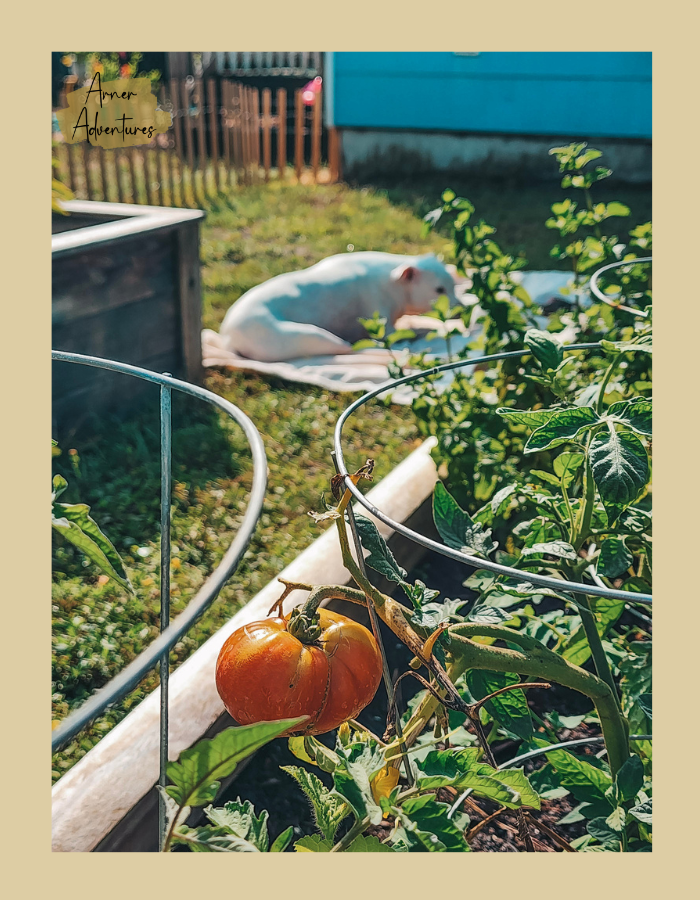 summer garden heat tips