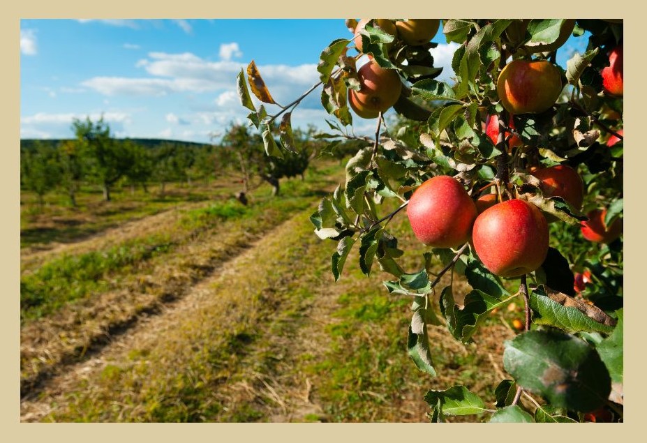 apple picking nc mountains
