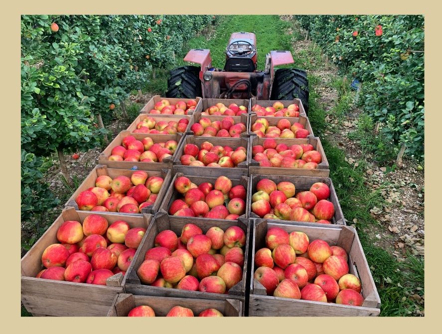 apple picking nc mountains
