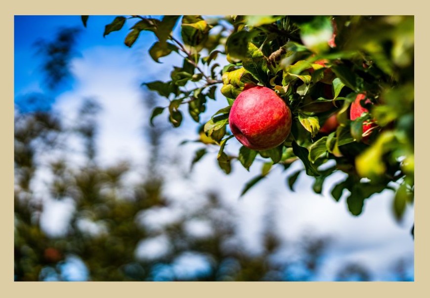apple picking nc mountains