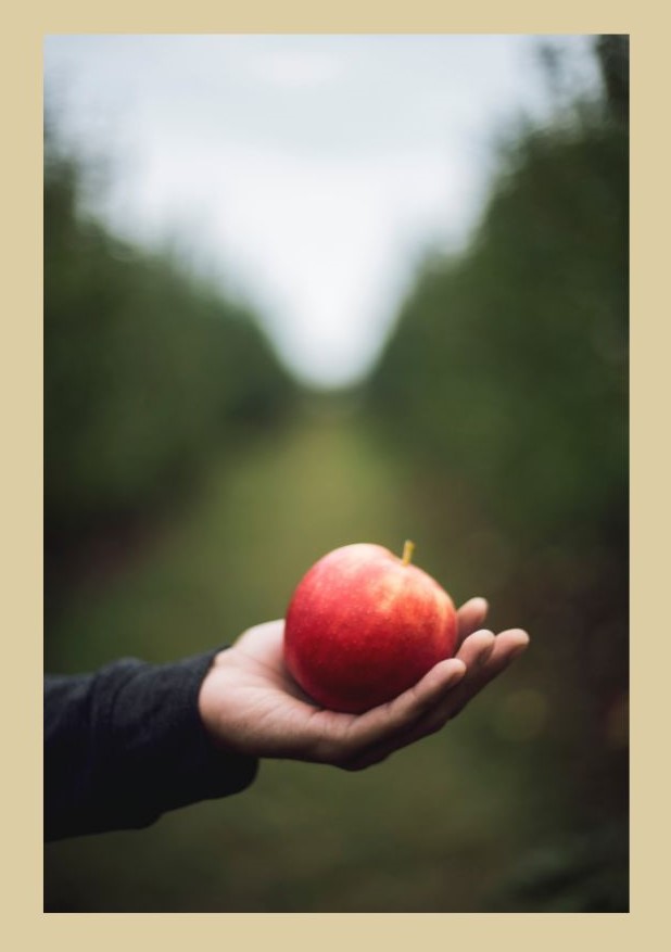 apple picking nc mountains