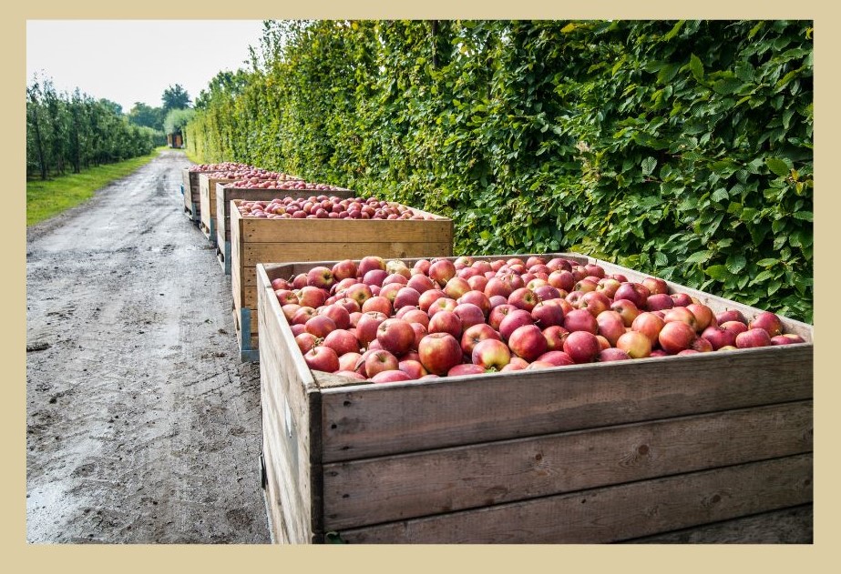 apple picking nc mountains