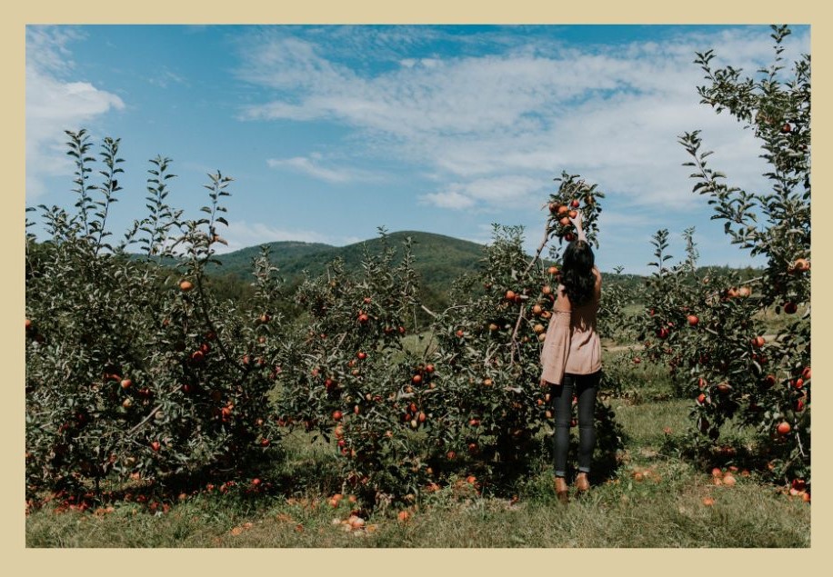 apple picking nc mountains