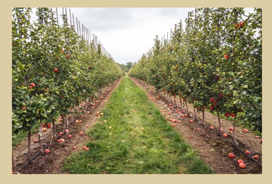 apple picking nc mountains