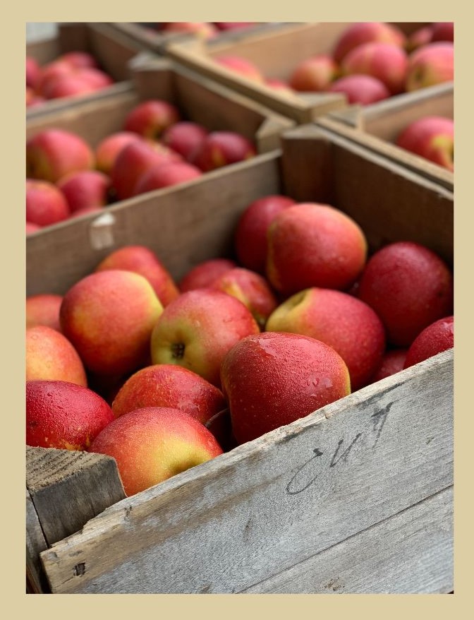 apple picking nc mountains