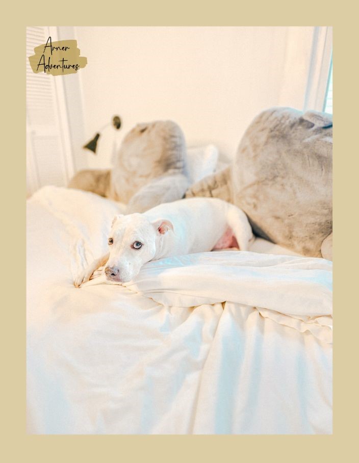 cozy minimalist bedroom