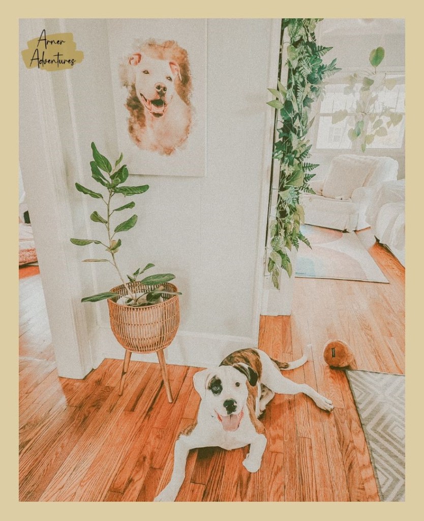 cozy minimalist living room