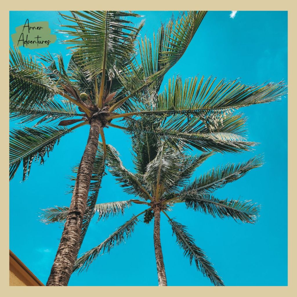 things to do in cozumel